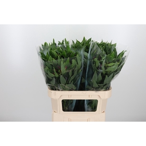 Alstroemeria Rockstar 75 Gram