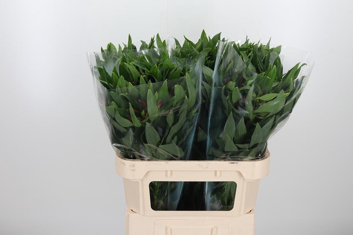 <h4>Alstroemeria Rockstar 75 Gram</h4>