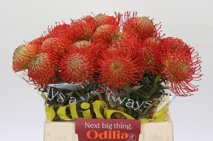 <h4>Nutans Succession</h4>