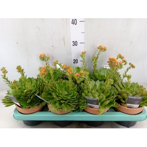 Echeveria setosa