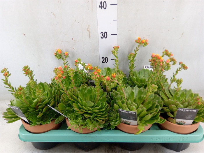 <h4>Echeveria setosa</h4>