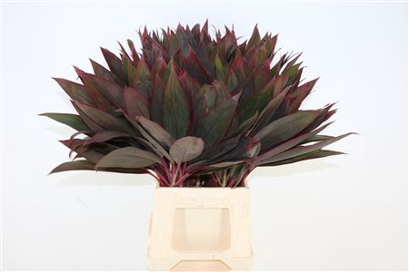 <h4>CORDYLINE RED LEAF TOP</h4>