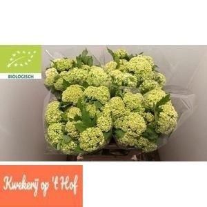 <h4>VIBURNUM ROSEUM ST</h4>