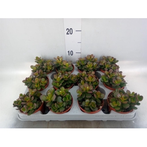Crassula ovata 'Minor'
