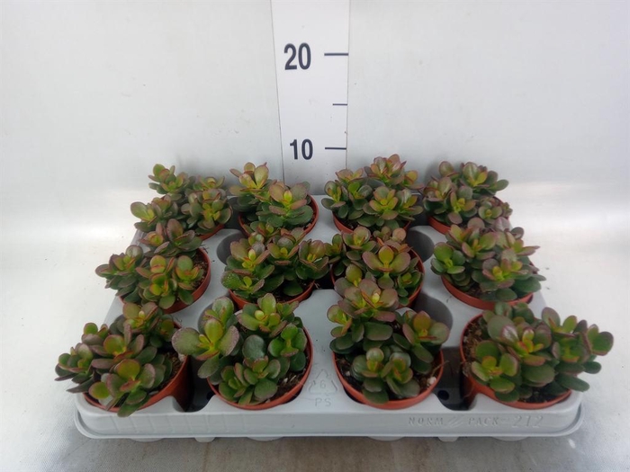 <h4>Crassula ovata 'Minor'</h4>