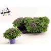 Exacum Blue Star