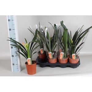 Clivia Miniata 13Ø 45cm 1fl