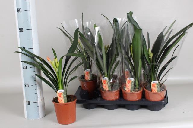 Clivia Miniata 13Ø 45cm 1fl