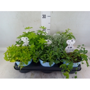 Tuinkruiden   ...mix