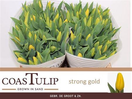 <h4>Tu En Strong Gold</h4>