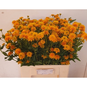 Heliopsis Helian Asahi MTS Kwinten