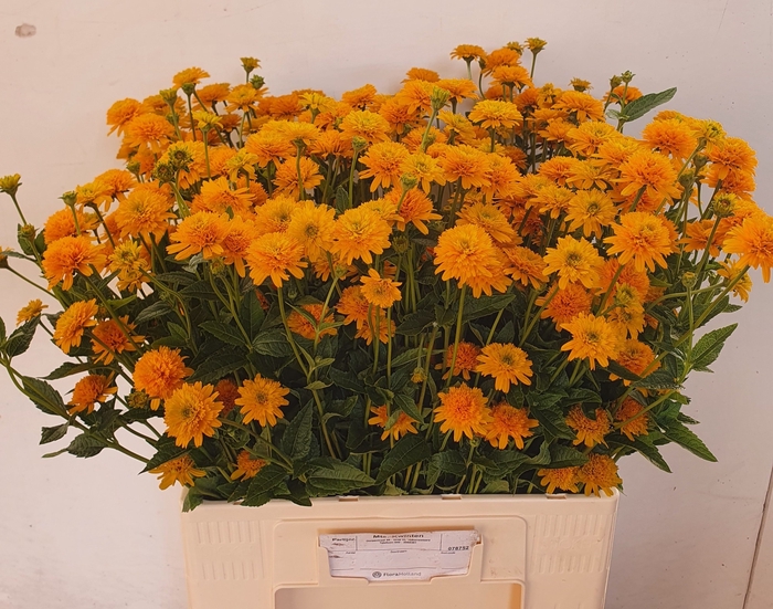 <h4>Heliopsis Helian Asahi MTS Kwinten</h4>