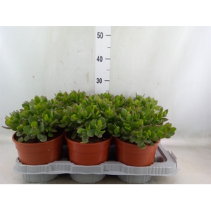 Crassula   ...