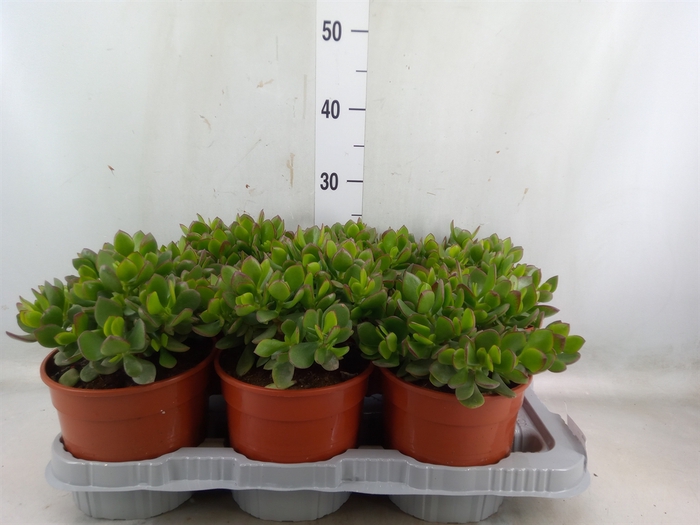 <h4>Crassula   ...</h4>