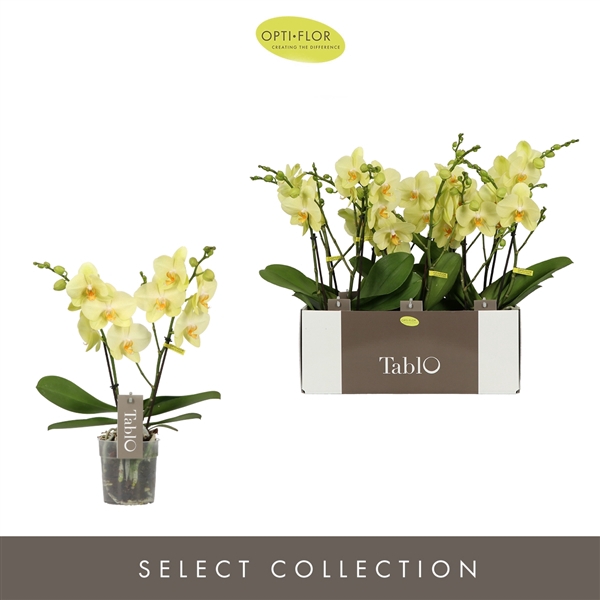 <h4>Tablo Limoncello 2 spike</h4>