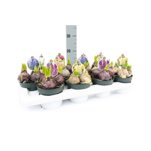 Hyacint Mix Tray P12