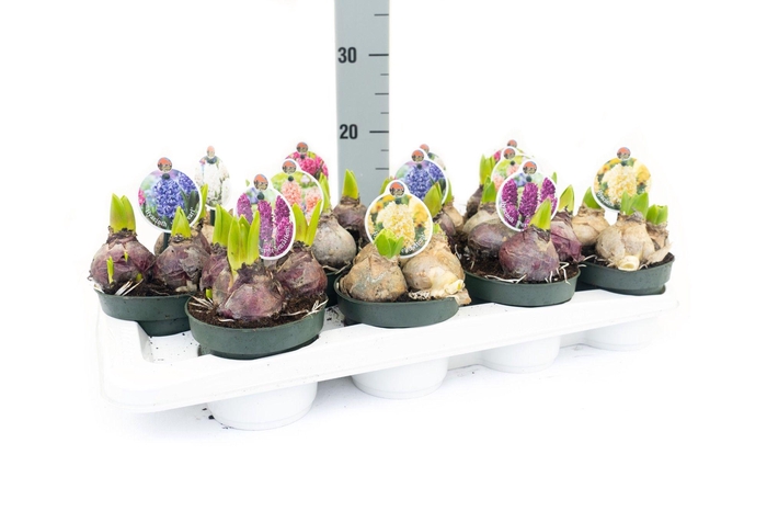 <h4>Hyacint Mix Tray P12</h4>