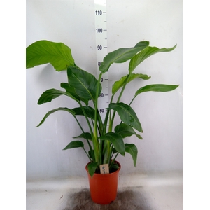 Strelitzia nicolai