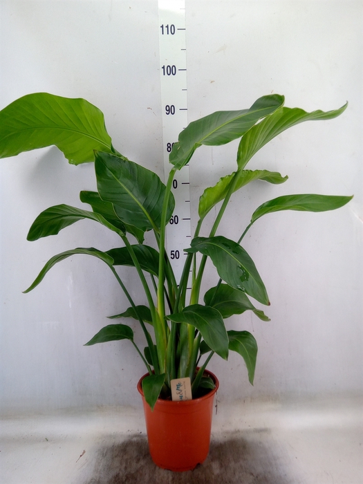 <h4>Strelitzia nicolai</h4>