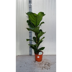 FICUS LYRATA