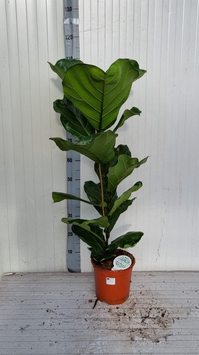 FICUS LYRATA