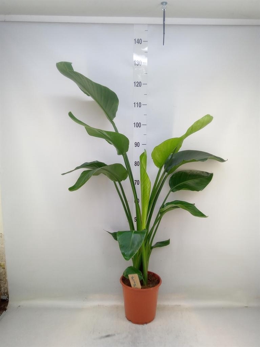 <h4>Strelitzia nicolai</h4>