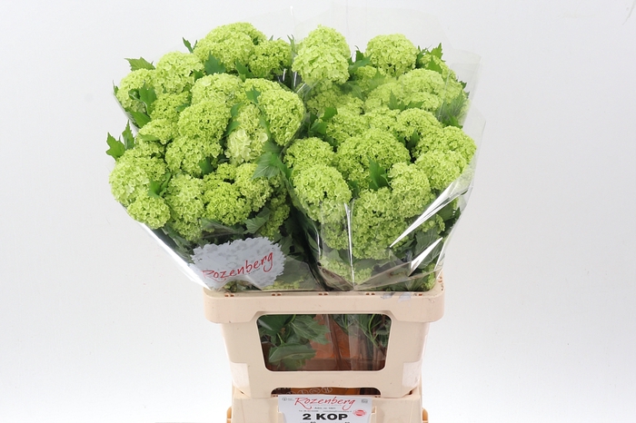 <h4>Viburnum Roseum St</h4>