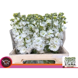 MATTH AIDA WHITE