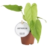 Anthurium blad