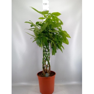 Pachira aquatica