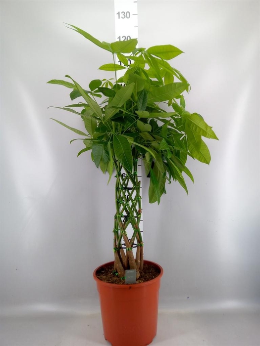 <h4>Pachira aquatica</h4>