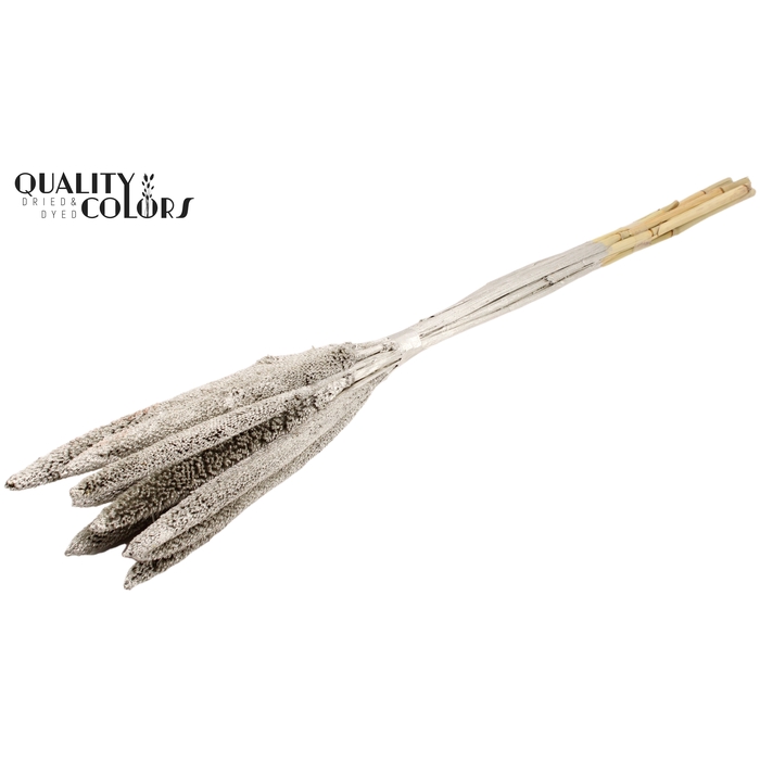 <h4>Babala on natural stem Platina</h4>