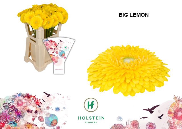 <h4>Gerbera Pomponi Big Lemon Water x40</h4>