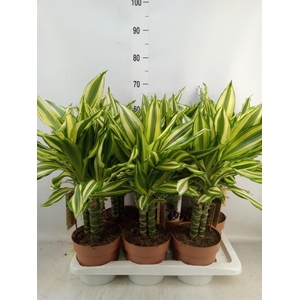 Dracaena frag.   ...