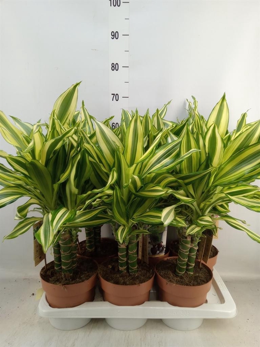 <h4>Dracaena frag.   ...</h4>