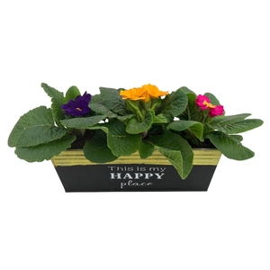 Primula Happy Zink rechthoek gemengd 642