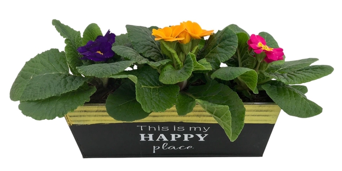 <h4>Primula Happy Zink rechthoek gemengd 642</h4>