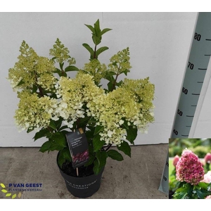 HYDR PANICULATA