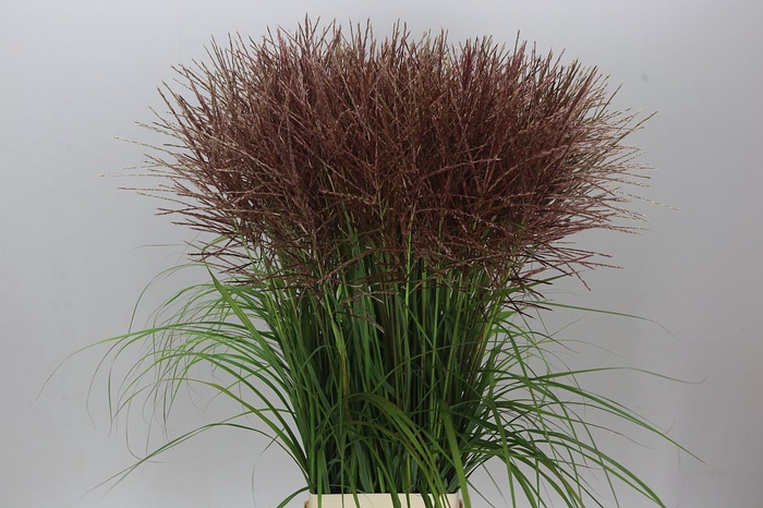 Miscanthus Rotfeder