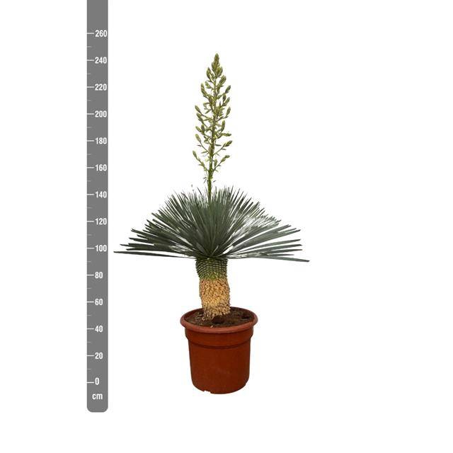 <h4>YUC ROSTRATA</h4>