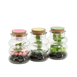 31726: Love school terrarium