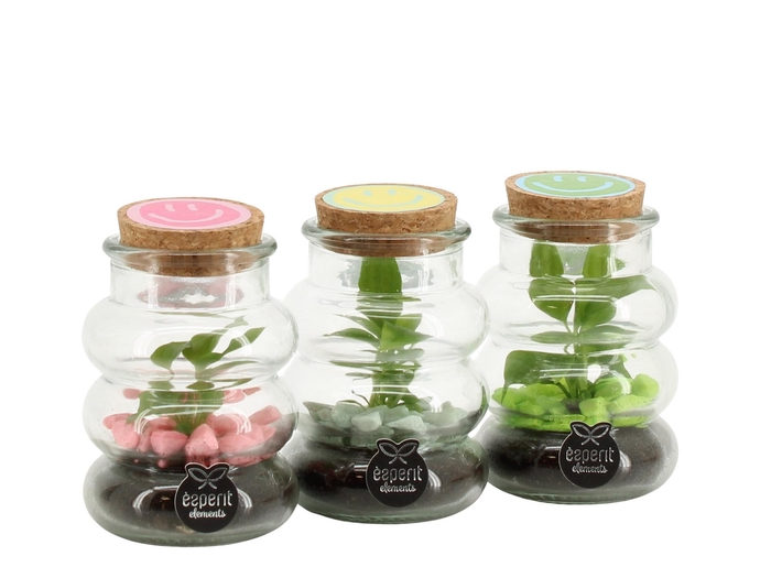 <h4>31726: Love school terrarium</h4>