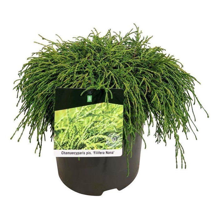 <h4>Chamaecyparis p. 'Filifera Nana'</h4>