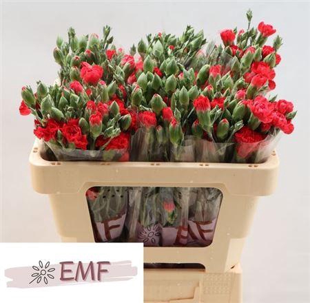 <h4>Di Tr Red Kiss</h4>