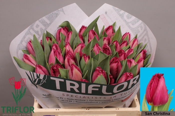 <h4>TU FR SAN CHRISTINA</h4>