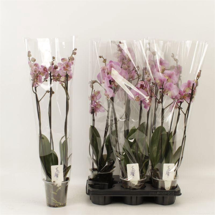 <h4>PHAL OV ROZE</h4>