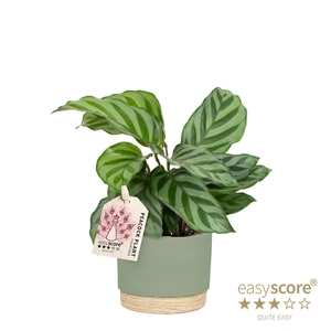 CALATHEA SPECIES P7