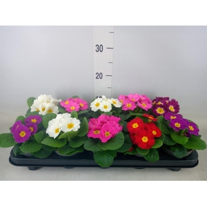 Primula ac. 'Paradiso Mid-E'  ..mix