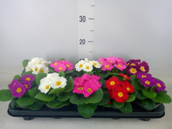 <h4>Primula ac. 'Paradiso Mid-E'  ..mix</h4>