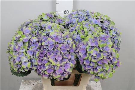 <h4>Hydr M Mag Amethyst</h4>